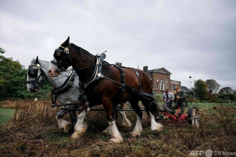英ケンジントン宮殿の草刈りは馬にお任せ 持続可能な伝統手法