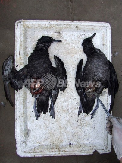 チリ海岸でも海鳥が大量死、漁網が原因か チリ海岸でも海鳥が大量死、漁網が原因か