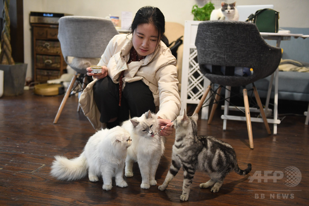 「空巣青年」に「雲養猫」 中国都市部の若者の暮らし 「空巣青年」に「雲養猫」 中国都市部の若者の暮らし