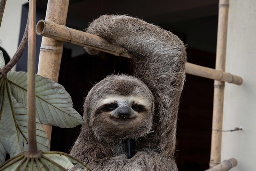 笑顔の呪い」 ナマケモノ保護に夫婦で尽力 ベネズエラ 写真21枚 国際