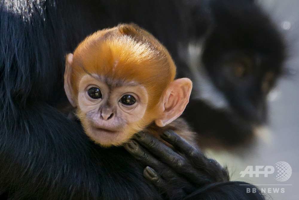 絶滅危惧種のサル フランソワルトン の赤ちゃん誕生 豪動物園 写真6枚 国際ニュース Afpbb News