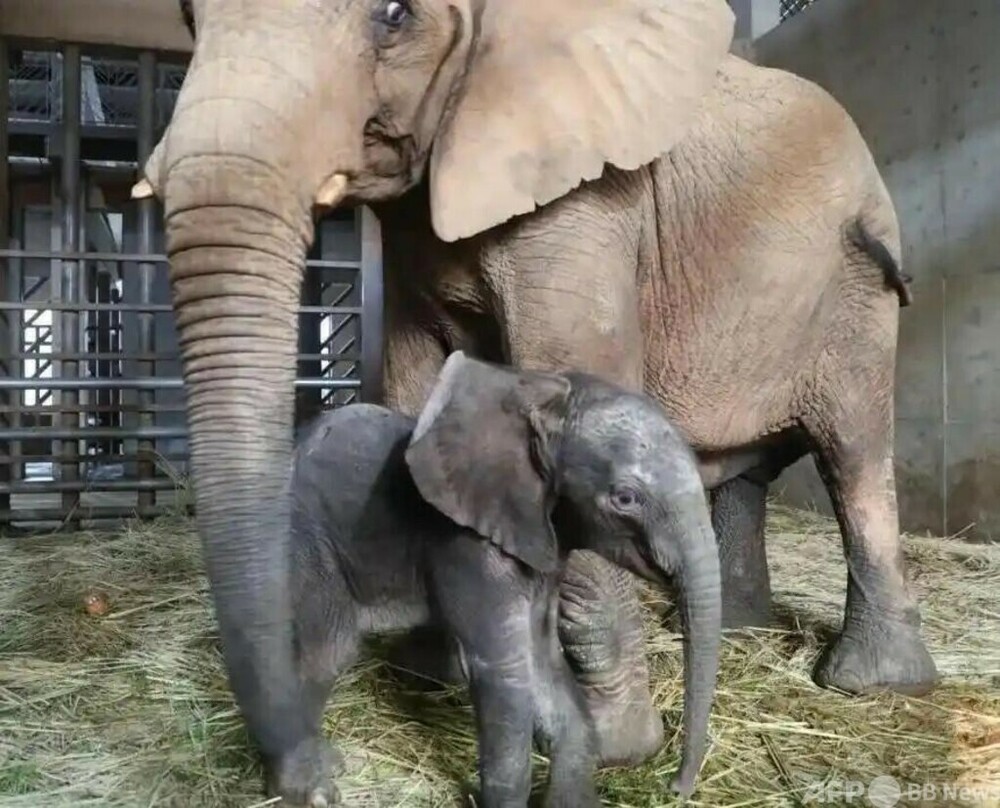 アフリカゾウ繁殖成功 上海で赤ちゃん3頭誕生 写真1枚 国際ニュース