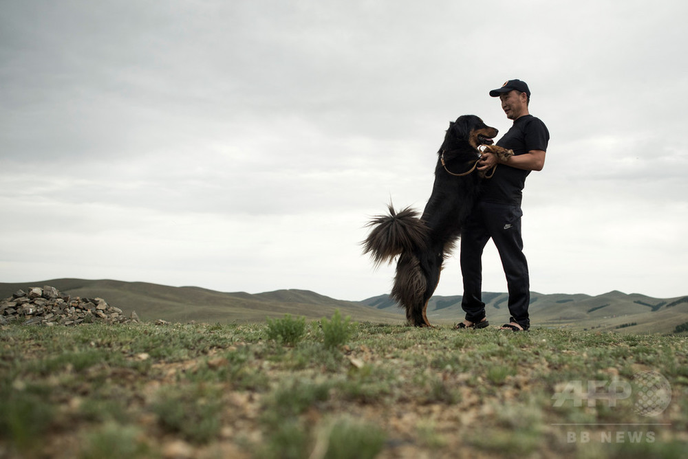 モンゴルの最良の友 牧畜犬モンゴリアン バンホールを救え 写真6枚 国際ニュース Afpbb News