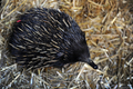 オーストラリア国内の動物園や水族館で作る団体は全国絶滅危惧種デー（National Threatened Species Day）の7日、シドニー（Sydney）市内中心部マーティン・プレース（Martin Place）でコアラやタスマニアデビルなどを展示し、来場者らに絶滅危惧種に対する理解や保護を呼び掛けた。

写真は展示されているハリモグラ（2012年9月7日撮影）。(c)AFP/ROMEO GACAD