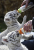 ドイツ北部ホーデンハーゲン（Hodenhagen）のサファリパーク「セレンゲティ公園（Serengeti Park）」で前月8日に生まれたばかりの生後6週間のホワイトタイガーの赤ちゃん2頭、リコ（Rico）ちゃんとキコ（Kico）ちゃん。2頭の両親、ビアンカ（Bianca）とポール（Paul）が育児を放棄したため、飼育係が育てている。

写真は、飼育係にほ乳瓶でお乳をもらうリコちゃんとキコちゃん（2010年4月21日撮影）。(c)AFP/DDP/NIGEL TREBLIN