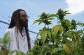 ジャマイカの首都キングストンにある西インド諸島大学で、大麻を栽培するマシェル・エマニュエル博士（2019年5月18日撮影）。(c)Angela Weiss / AFP