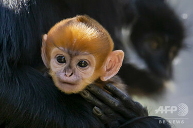 絶滅危惧種のサル「フランソワルトン」の赤ちゃん誕生 豪動物園 写真6