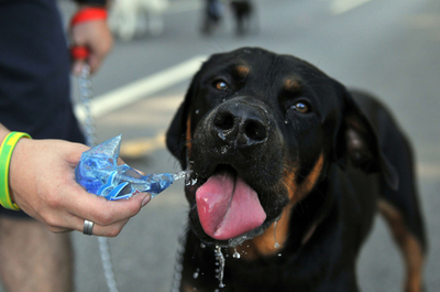 愛犬と一緒に疾走、グアテマラ