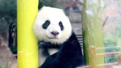 ドイツ・ベルリン動物園、パンダ「夢夢」の2回目の双子懐妊を発表