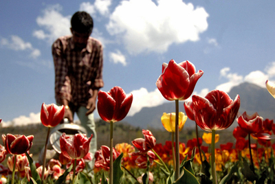 武装闘争の地で36万本のチューリップが開花 - インド