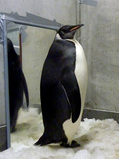 迷子のコウテイペンギン、ついに故郷に出発へ NZ
