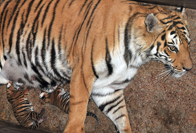 生後2日目、母乳を飲むベンガルトラの子どもたち