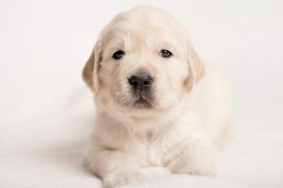 「犬を預かって7日間で1万円」求人が物議…韓国・壁紙など破損しても責任取らない