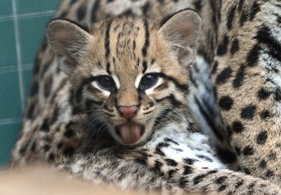 寄り添うオセロットの親子 独ベルリン動物園