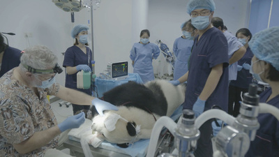 パンダの歯科検診、ほぼ健康な状態 中国・成都