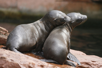 ドイツ南部の動物園でアシカの子どもがすくすく