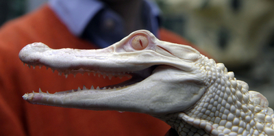 希少な白いワニ、欧州で初めて公開 フランス
