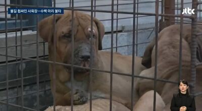 韓国・700匹が焼死した犬飼育場…生き残った7匹を「食用に売る」と語った飼育場主の神経