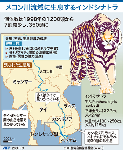【図解】絶滅が危惧されるメコン川流域のインドシナトラ