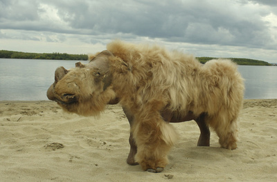 「ケブカサイ」の絶滅、人間ではなく気候変動が原因か 研究