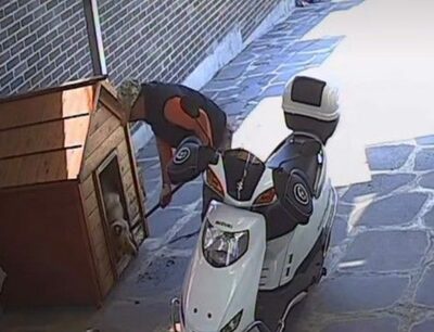 犬小屋から引きずり出された愛犬…韓国・誤認で連れ去り解体か