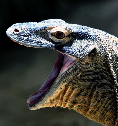 コモドオオトカゲも大あくび？ローマ