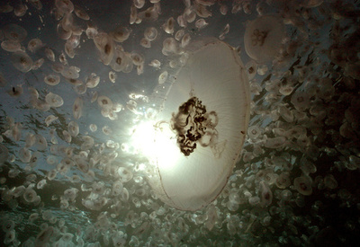 クラゲの大量発生、魚の乱獲やプラごみなど人間が原因