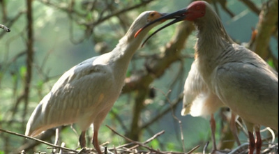 秦嶺国家植物園、トキ20羽を放鳥 中国・陝西省