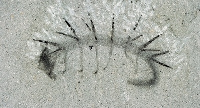 尾が頭だった、ハルキゲニア化石に目と口を発見 研究