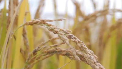 中国国家耐アルカリ稲技術イノベーションセンター、海南省三亜市で設立