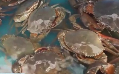 おいしさ満点の海ガニが砂漠での養殖に成功 中国