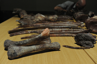 新種の恐竜化石を発見、ブロントザウルスの祖先か 南アフリカ