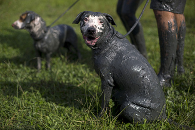 ワンちゃんも大はしゃぎ、泥まみれでカーニバル ブラジル