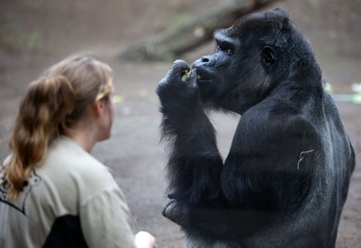 来園者を意識？食事中のゴリラ 独動物園