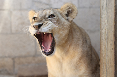 高級車にライオン乗せ街を徘徊、飼い主の女逮捕 タイ