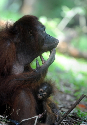 オランウータンの喫煙、インドネシアの動物園では放置 活動家