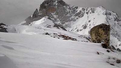 中国 ユキヒョウの個体数が約5000頭に増加