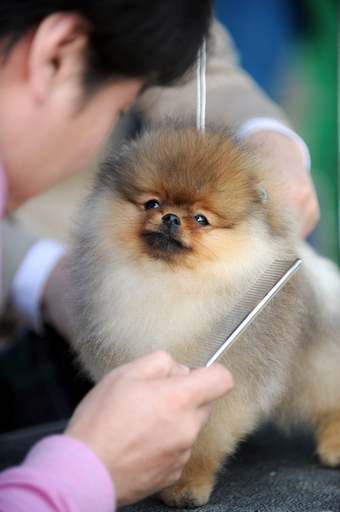 器量好し大集合、韓国のドッグショー