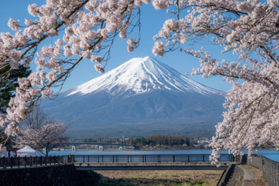 延長決定！富士山と桜の競演「第15回 富士・河口湖さくら祭り」開催中。ライトアップ、クラフト市も充実！