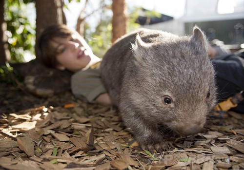 ウォンバットの赤ちゃんがデビュー 豪シドニー動物園 写真4枚 ファッション ニュースならmode Press Powered By Afpbb News