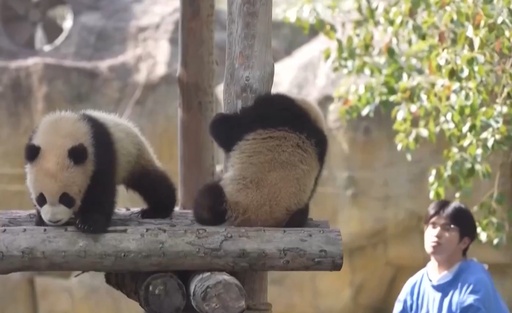 上海野生動物園で双子のジャイアントパンダが屋外デビュー