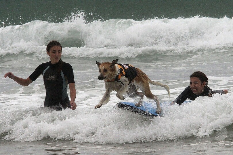 仏南西部で第1回「犬のサーフィン大会」
