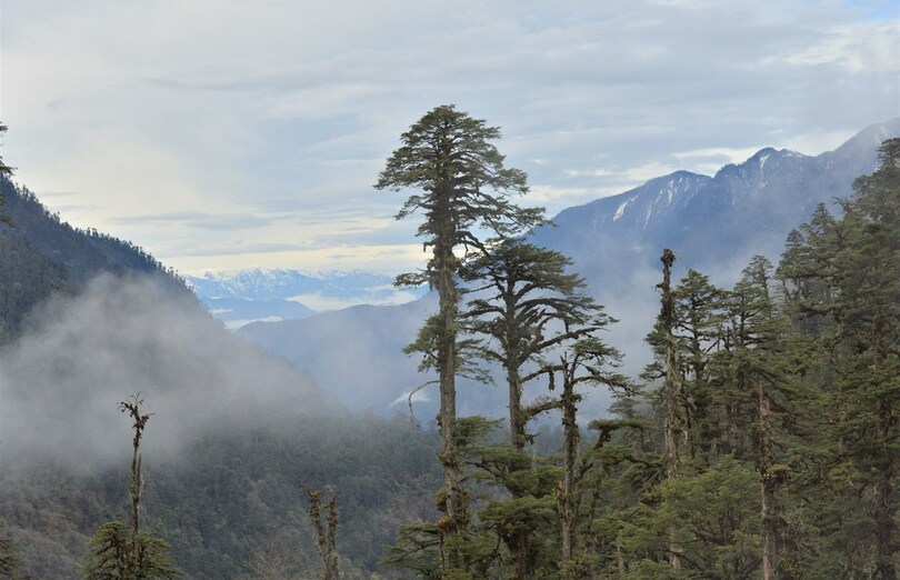 ヒラタケの起源 ヒマラヤ山脈の可能性 中国の研究者が発見 写真1枚 国際ニュース Afpbb News