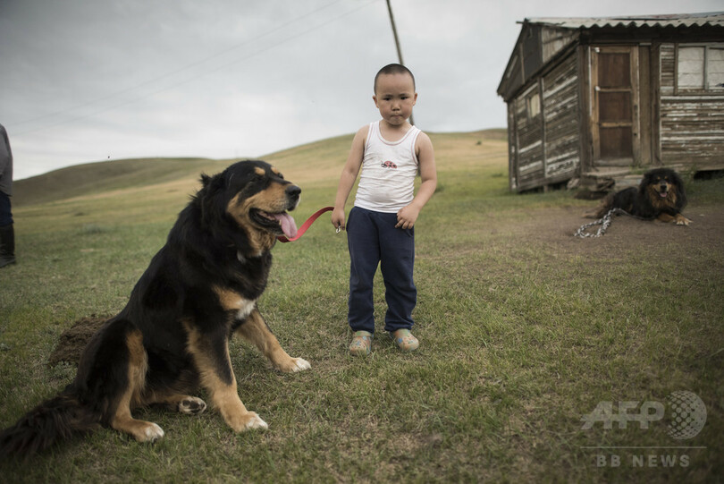 モンゴルの最良の友、牧畜犬モンゴリアン・バンホールを救え 