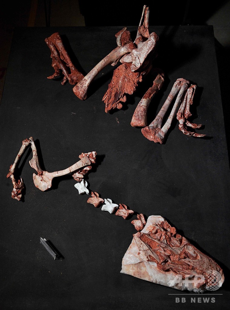 最古級の肉食恐竜、ほぼ完全な状態で発見 ブラジル