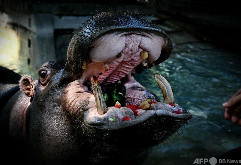 凍らせた果物でひんやり 伊ローマ動物園