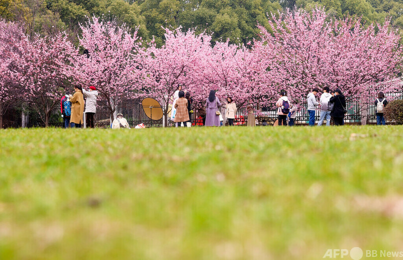 卒業写真は満開の桜を背景に 中国一有名な花見スポット・武漢大学