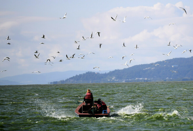 越冬のユリカモメ第1陣が飛来　中国・雲南省