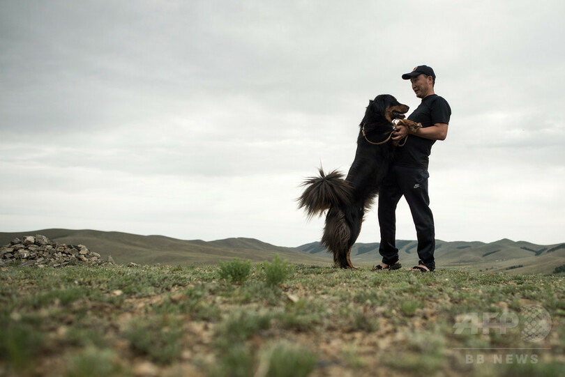 モンゴルの最良の友 牧畜犬モンゴリアン バンホールを救え 写真6枚 国際ニュース Afpbb News