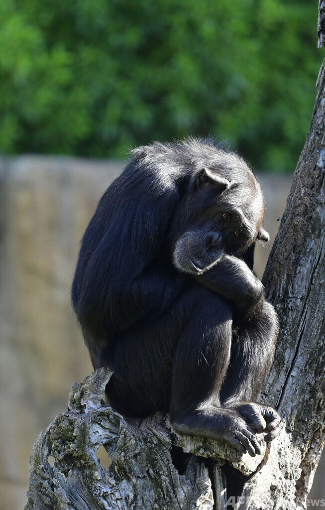 サルがシェークスピアを書き上げることはない 「無限のサル定理」研究